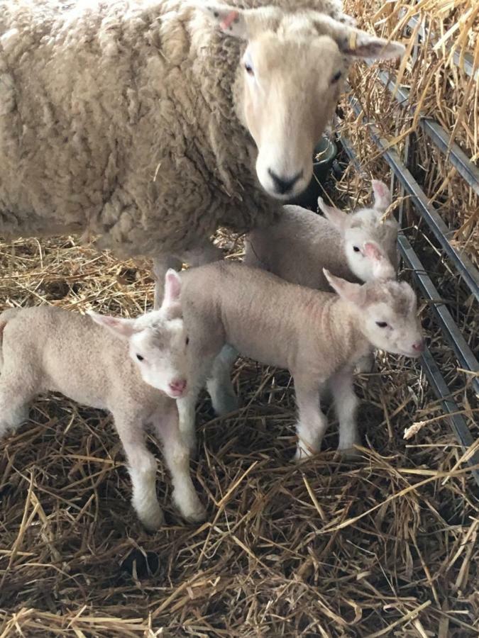 埃姆斯沃思Sindles Farm住宿加早餐旅馆 外观 照片